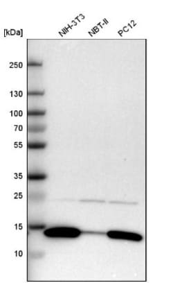 Galectin-1 Antibody, Novus Biologicals:Antibodies:Primary Antibodies
