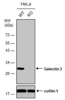 Galectin-3 Antibody, Novus Biologicals 0.1mL; Unlabeled:Antibodies, Polyclonal