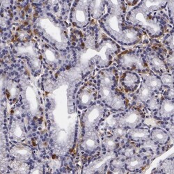 Galectin-3BP/MAC-2BP/LGALS3BP Antibody, Novus Biologicals 0.1mL; Unlabeled:Antibodies,