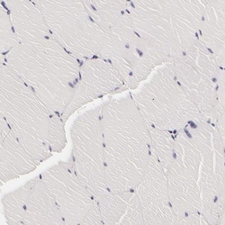 Galectin-3BP/MAC-2BP/LGALS3BP Antibody, Novus Biologicals 0.1mL; Unlabeled:Antibodies,