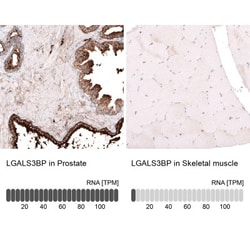 Galectin-3BP/MAC-2BP/LGALS3BP Antibody, Novus Biologicals 0.1mL; Unlabeled:Antibodies,