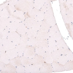 Galectin-3BP/MAC-2BP/LGALS3BP Antibody, Novus Biologicals 0.1mL; Unlabeled:Antibodies,