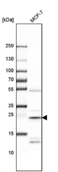 Gankyrin Antibody, Novus Biologicals 25 &mu;L; Unlabeled:Antibodies, Polyclonal