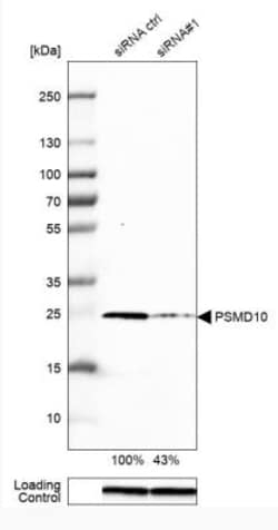 Gankyrin Antibody, Novus Biologicals 25 &mu;L; Unlabeled:Antibodies, Polyclonal