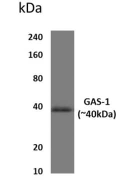 Gas1 Antibody (11C47) - Azide and BSA Free, Novus Biologicals:Antibodies:Primary