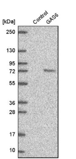 Gas6 Antibody, Novus Biologicals:Antibodies:Primary Antibodies