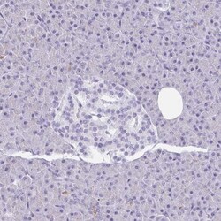 Gasdermin like Antibody, Novus Biologicals:Antibodies:Primary Antibodies