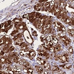 Gastric Lipase Antibody, Novus Biologicals 0.1mL; Unlabeled:Antibodies,