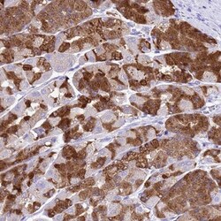 Gastric Lipase Antibody, Novus Biologicals 0.1mL; Unlabeled:Antibodies,