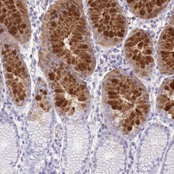 Gastrokine 1 Antibody, Novus Biologicals:Antibodies:Primary Antibodies