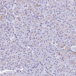 Gastrokine 2 Antibody, Novus Biologicals 0.1mL; Unlabeled:Antibodies, Polyclonal