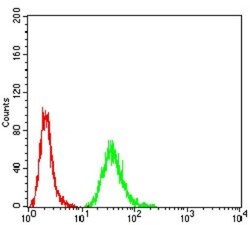 Gemin 3 Antibody (1C9F6) - BSA Free, Novus Biologicals:Antibodies:Primary