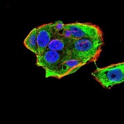 Gemin 3 Antibody (1C9F6) - BSA Free, Novus Biologicals:Antibodies:Primary