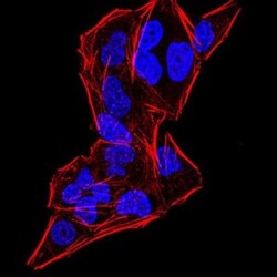 Gemin 3 Antibody (7B2B1) - BSA Free, Novus Biologicals:Antibodies:Primary