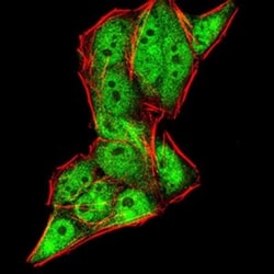 Gemin 3 Antibody (7B2B1) - BSA Free, Novus Biologicals:Antibodies:Primary