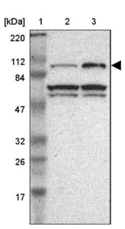 Gemin 3 Antibody, Novus Biologicals 0.1mL; Unlabeled:Antibodies, Polyclonal