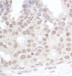 Gemin 4 Antibody, Novus Biologicals 0.1mL; Unlabeled:Antibodies, Polyclonal