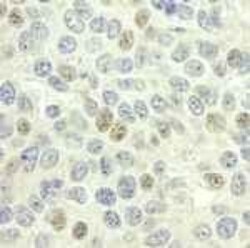 Geminin Antibody, Novus Biologicals 0.1mg; Unlabeled:Antistoffer