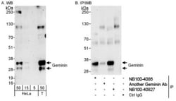 Geminin Antibody, Novus Biologicals 100 &mu;L | Buy Online | Novus Biologicals | Fisher Scientific