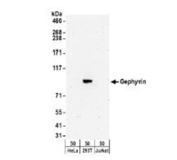 Gephyrin/GPHN Antibody, Novus Biologicals 0.1mL; Unlabeled:Antibodies,
