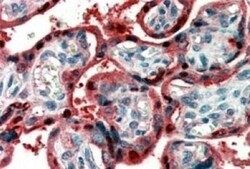 Ghrelin/Obestatin Antibody, Novus Biologicals 0.1mg; Unlabeled:Antibodies,