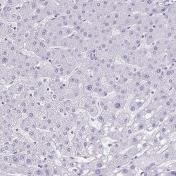 Ghrelin/Obestatin Antibody, Novus Biologicals 0.1mL; Unlabeled:Antibodies,