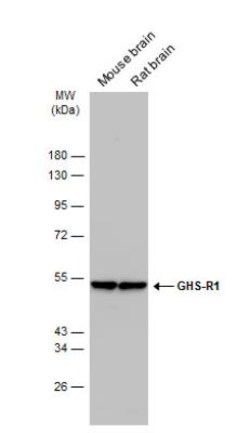Ghrelin Receptor/GHSR Antibody, Novus Biologicals 0.1mL; Unlabeled:Antibodies,