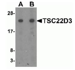 GilZ Antibody - BSA Free, Novus Biologicals:Antibodies:Primary Antibodies