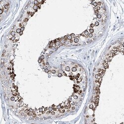 Girdin Antibody, Novus Biologicals 0.1mL; Unlabeled:Antibodies, Polyclonal