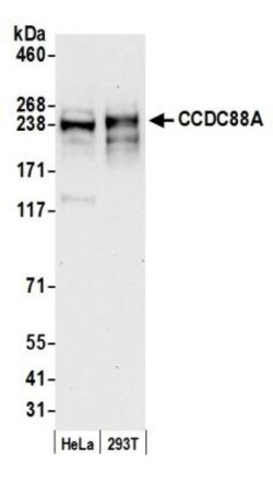 Girdin Antibody, Novus Biologicals 0.1mg; Unlabeled:Antibodies, Polyclonal