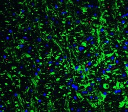 GluR5/GRIK1 Antibody - BSA Free, Novus Biologicals 0.1mg; Unlabeled:Antibodies,