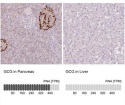 Glucagon Antibody, Novus Biologicals 0.1mL; Unlabeled:Antibodies, Polyclonal