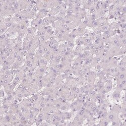 Glucagon Antibody, Novus Biologicals 0.1mL; Unlabeled:Antibodies, Polyclonal