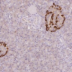 Glucagon Antibody, Novus Biologicals 0.1mL; Unlabeled:Antibodies, Polyclonal