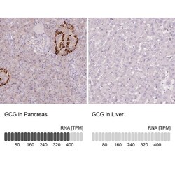 Glucagon Antibody, Novus Biologicals 0.1mL; Unlabeled:Antibodies, Polyclonal