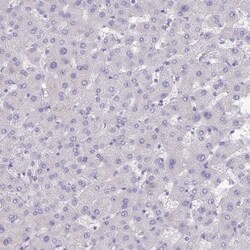 Glucagon Antibody, Novus Biologicals 0.1mL; Unlabeled:Antibodies, Polyclonal