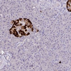 Glucagon Antibody, Novus Biologicals 0.1mL; Unlabeled:Antibodies, Polyclonal