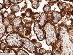 Glut1 Antibody - BSA Free, Novus Biologicals 0.1mL; Unlabeled:Anticorps,