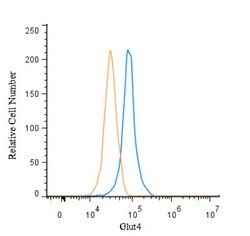Glut4 Antibody - BSA Free, Novus Biologicals:Antibodies:Primary Antibodies