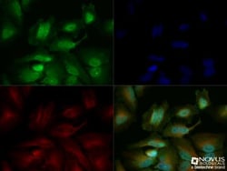 Glut4 Antibody - BSA Free, Novus Biologicals:Antibodies:Primary Antibodies