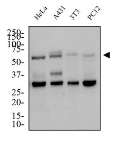 Glut4 Antibody - BSA Free, Novus Biologicals:Antibodies:Primary Antibodies