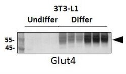 Glut4 Antibody - BSA Free, Novus Biologicals:Antibodies:Primary Antibodies