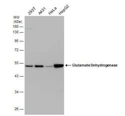 Glutamate Dehydrogenase Antibody, Novus Biologicals 0.1mL; Unlabeled:Antibodies,