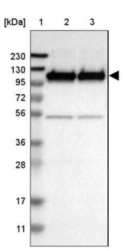 Glutamate Receptor 6 Antibody, Novus Biologicals:Antibodies:Primary Antibodies