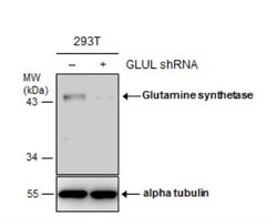 Glutamine Synthetase Antibody (1055), Novus Biologicals 0.1mL; Unlabeled:Antibodies,