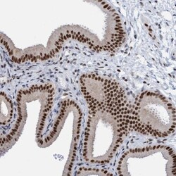 Glutaredoxin 2 Antibody, Novus Biologicals:Antibodies:Primary Antibodies