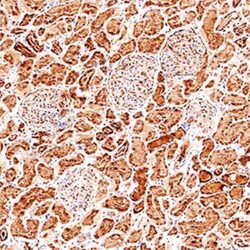 Glutathione Peroxidase 3/GPX3 Antibody, Novus Biologicals 0.1mL; Unlabeled:Antibodies,