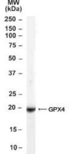 Glutathione Peroxidase 4/GPX4 Antibody - Isoform a and c, Novus Biologicals