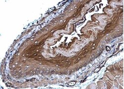 Glutathione Peroxidase 7 Antibody, Novus Biologicals 0.1mL; Unlabeled:Antibodies,