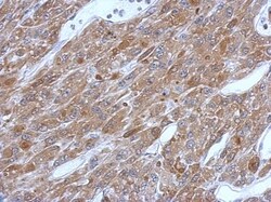 Glutathione S-Transferase pi 1/GSTP1 Antibody, Novus Biologicals 0.1mL;